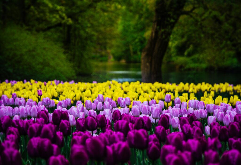 Tulip Garden in Kashmir 2025: A Mesmerizing Floral Wonderland