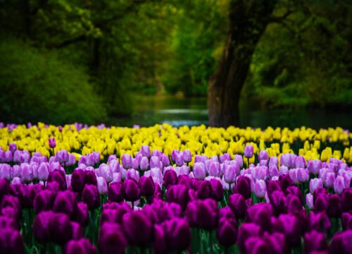 Kashmir: Glimpses of Valley