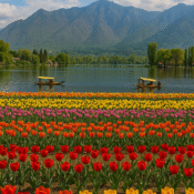 Tulip garden at Dal Lake Kashmir with mountains and shikara