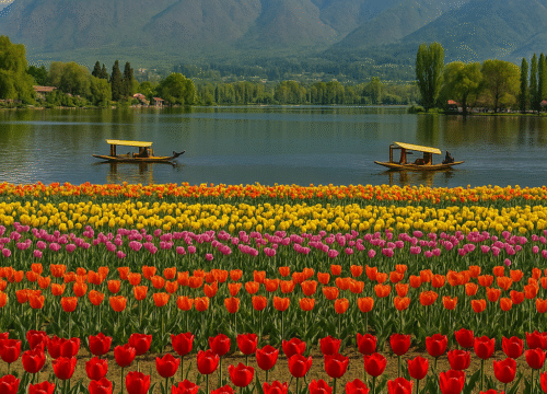 Kashmir Spring Splendor: Tulip Festival & Blossom Season Travel Guide