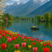 Blooming tulip fields with mountains in Kashmir during spring.