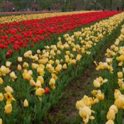 Rows of vibrant tulips at the Indira Gandhi Memorial Tulip Garden in Srinagar, Kashmir.