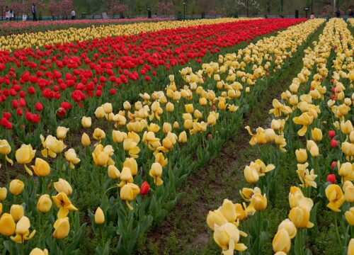 Springtime Bliss in Kashmir: Tulip Festival, Almond Blossoms & Family-Friendly Itinerary