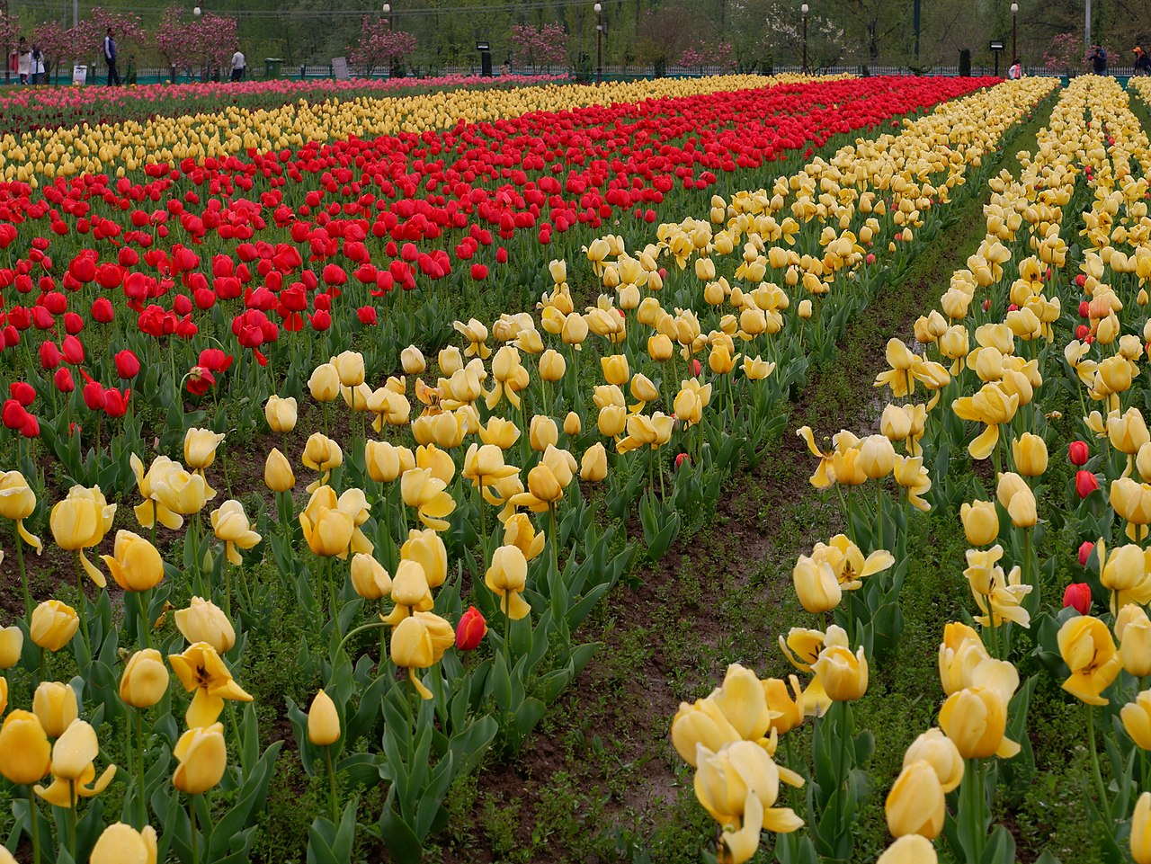 Rows of vibrant tulips at the Indira Gandhi Memorial Tulip Garden in Srinagar, Kashmir.