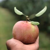 Tourist holding a ripe apple in a Kashmir orchard during harvest season