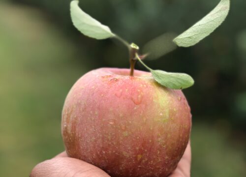 Kashmir’s Apple Orchard Tours: A Family-Friendly Harvest Adventure