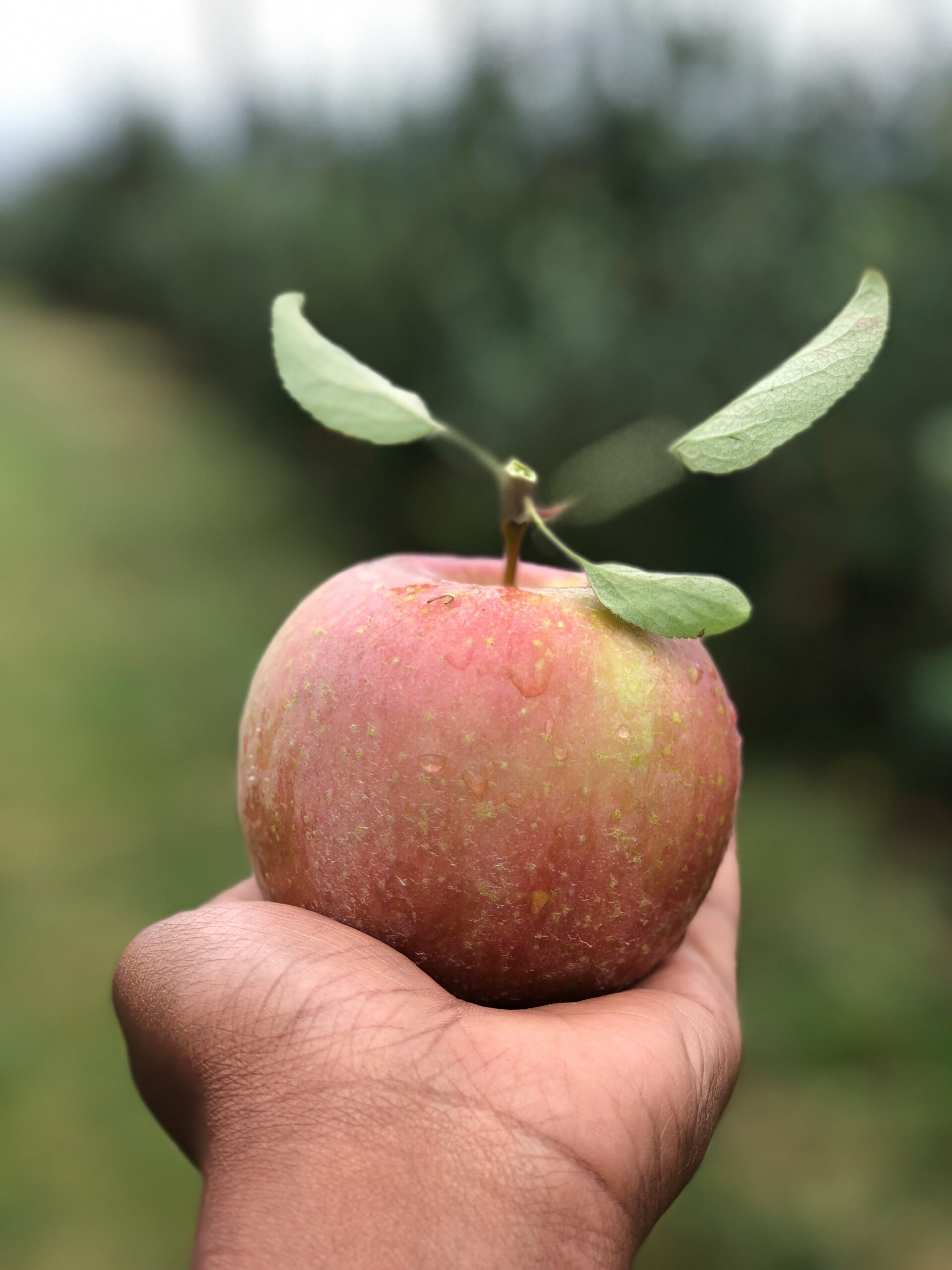 Tourist holding a ripe apple in a Kashmir orchard during harvest season